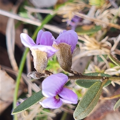 Hovea heterophylla (Common Hovea) at Mount Clear, ACT - 6 Oct 2025 by WalkYonder