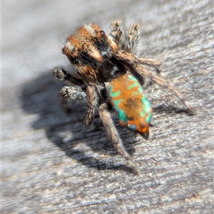 Maratus calcitrans (Kicking peacock spider) at Denman Prospect, ACT - Yesterday by Miranda