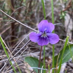 Viola betonicifolia (Mountain Violet) at Tharwa, ACT - Today by Shazw