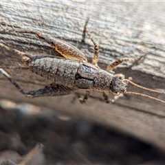 Eurepa marginipennis (Mottled bush cricket) at Denman Prospect, ACT - 5 Oct 2025 by Miranda