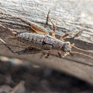 Unverified Cricket (several families) at Denman Prospect, ACT - Yesterday by Miranda