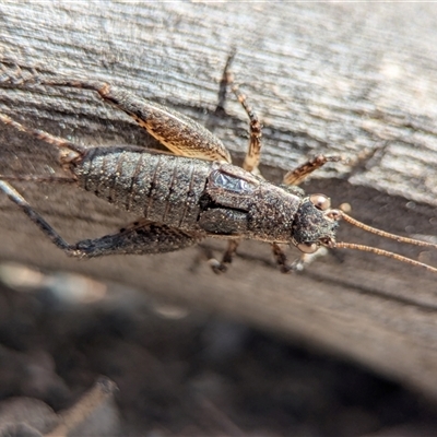 Eurepa marginipennis (Mottled bush cricket) at Denman Prospect, ACT - 5 Oct 2025 by Miranda