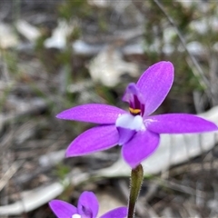 Glossodia major (Wax Lip Orchid) by Shazw