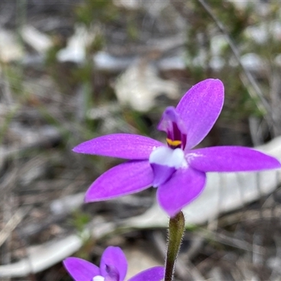Glossodia major (Wax Lip Orchid) at  - suppressed by Shazw