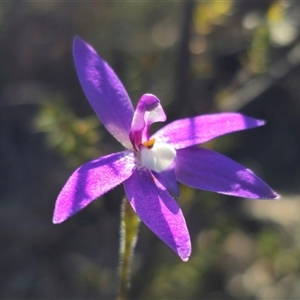 Glossodia major by Csteele4