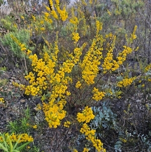 Acacia buxifolia subsp. buxifolia (Box-leaf Wattle) by Csteele4