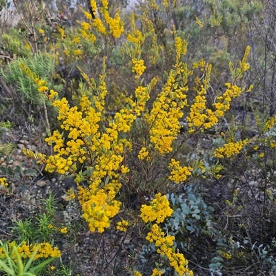 Acacia buxifolia subsp. buxifolia (Box-leaf Wattle) at  - suppressed by Csteele4