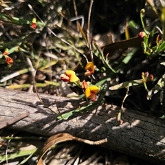Bossiaea riparia by Csteele4