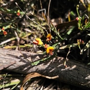 Bossiaea riparia by Csteele4