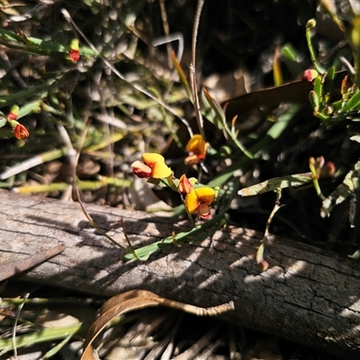 Bossiaea riparia at  - suppressed by Csteele4