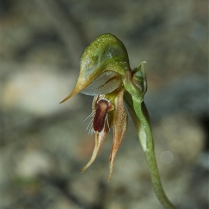 Oligochaetochilus aciculiformis by Csteele4