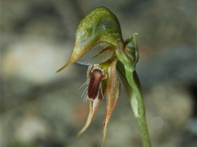 Oligochaetochilus aciculiformis (Needle-point rustyhood) at Jerangle, NSW - 5 Oct 2025 by Csteele4