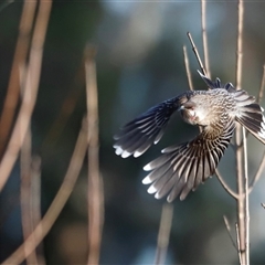 Anthochaera carunculata (Red Wattlebird) at Fyshwick, ACT - 6 Oct 2025 by JimL