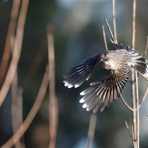 Anthochaera carunculata (Red Wattlebird) at Fyshwick, ACT - Today by JimL