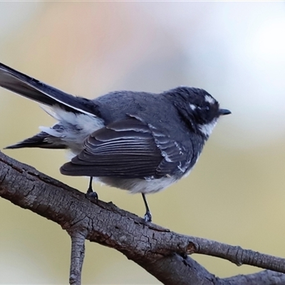 Rhipidura albiscapa (Grey Fantail) at Fyshwick, ACT - 6 Oct 2025 by JimL