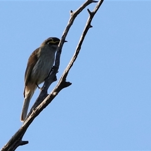 Caligavis chrysops by JimL