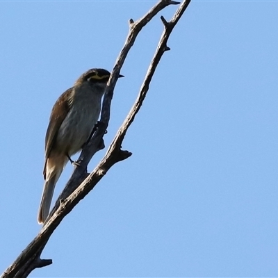 Caligavis chrysops (Yellow-faced Honeyeater) at Fyshwick, ACT - 6 Oct 2025 by JimL