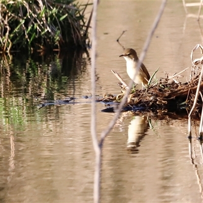 Acrocephalus australis at  - suppressed by JimL