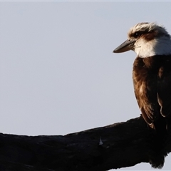 Dacelo novaeguineae (Laughing Kookaburra) at Fyshwick, ACT - 6 Oct 2025 by JimL