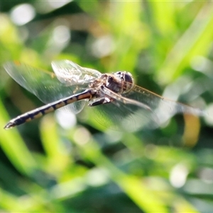 Unverified Dragonfly (Anisoptera) at Fyshwick, ACT - Today by JimL