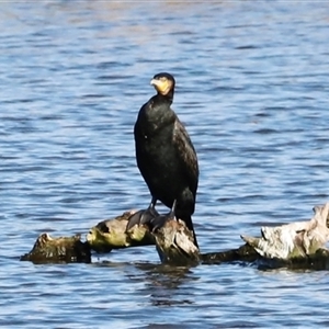 Phalacrocorax carbo by JimL