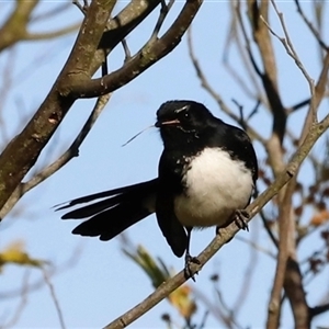 Rhipidura leucophrys at Fyshwick, ACT - Today by JimL