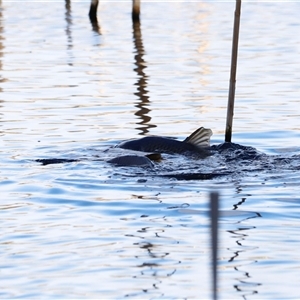 Unverified Carp at Fyshwick, ACT - Today by JimL