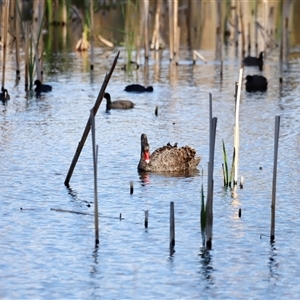 Cygnus atratus by JimL