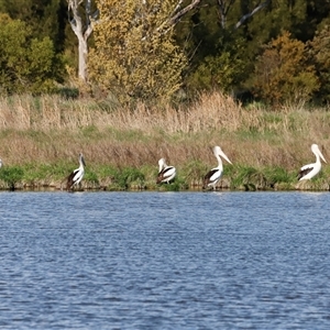 Pelecanus conspicillatus by JimL