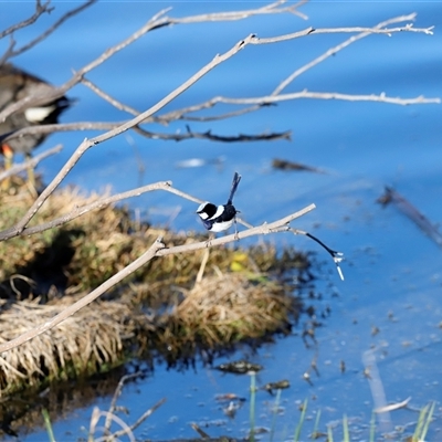 Malurus cyaneus (Superb Fairywren) at Fyshwick, ACT - 6 Oct 2025 by JimL