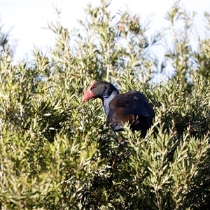 Porphyrio melanotus at Fyshwick, ACT - Today by JimL