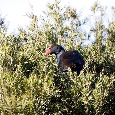 Porphyrio melanotus (Australasian Swamphen) at Fyshwick, ACT - 6 Oct 2025 by JimL
