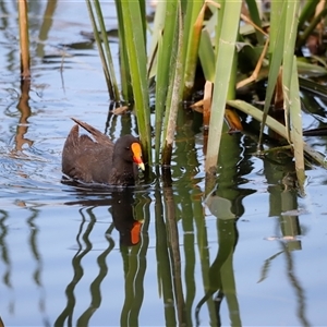Gallinula tenebrosa by JimL