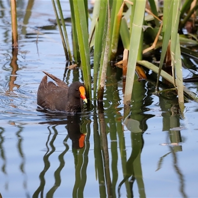 Gallinula tenebrosa (Dusky Moorhen) at Fyshwick, ACT - 6 Oct 2025 by JimL