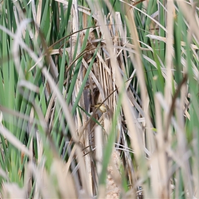 Acrocephalus australis at  - suppressed by JimL