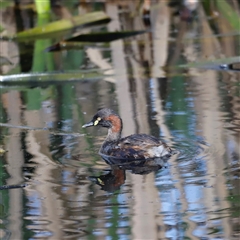 Tachybaptus novaehollandiae (Australasian Grebe) at Fyshwick, ACT - 6 Oct 2025 by JimL