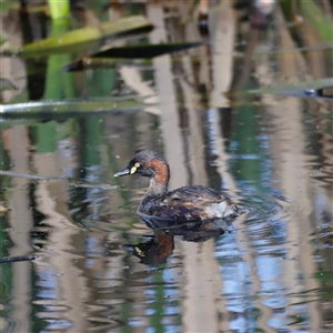 Tachybaptus novaehollandiae (Australasian Grebe) at Fyshwick, ACT - Today by JimL