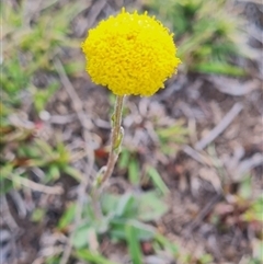 Craspedia sp. at Mount Clear, ACT - 4 Oct 2025 by WalkYonder
