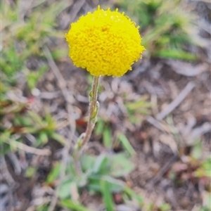 Craspedia sp. at Mount Clear, ACT - 4 Oct 2025 by WalkYonder