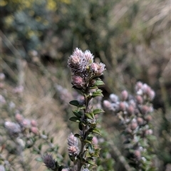 Unverified Plant at Bumbalong, NSW - 5 Oct 2025 by caseypyne
