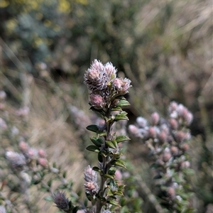 Unverified Plant at Bumbalong, NSW - Yesterday by caseypyne
