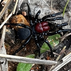 Missulena occatoria (Red-headed Mouse Spider) at Chiltern, VIC - 2 Oct 2025 by JenetC