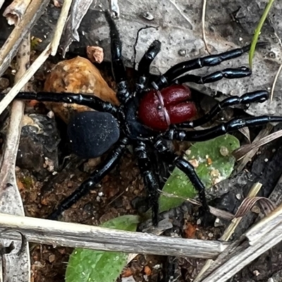 Missulena occatoria (Red-headed Mouse Spider) at Chiltern, VIC - 2 Oct 2025 by JenetC