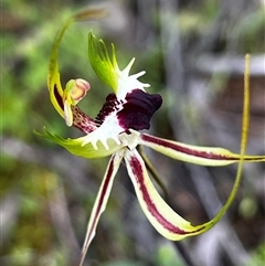 Caladenia parva (Brown-clubbed Spider Orchid) at Chiltern, VIC - 2 Oct 2025 by JenetC