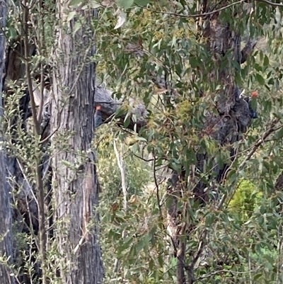 Callocephalon fimbriatum at  - suppressed by Youspy