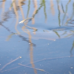 Cyprinus carpio (Common Carp) at Fyshwick, ACT - Today by JimL