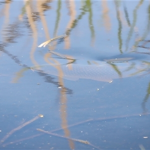Unverified Carp at Fyshwick, ACT - Today by JimL