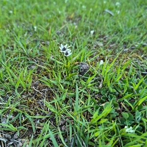 Wurmbea dioica subsp. dioica by Maren