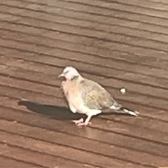 Spilopelia chinensis (Spotted Dove) at Narrabundah, ACT - 21 Sep 2025 by GeoffK