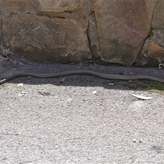 Pseudonaja textilis (Eastern Brown Snake) at Acton, ACT - 5 Oct 2025 by TimL